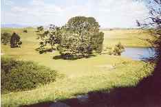 Bilbo birthday party tree